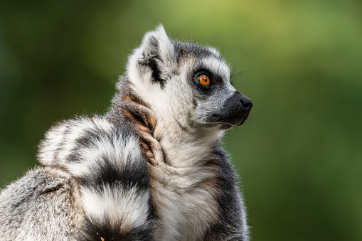 Ring Tailed Lemur Sitting on Grass