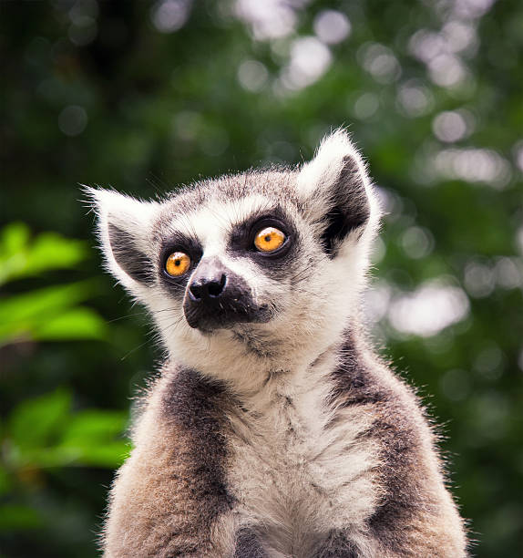 Ring tailed lemure sitting on a roof stock photo