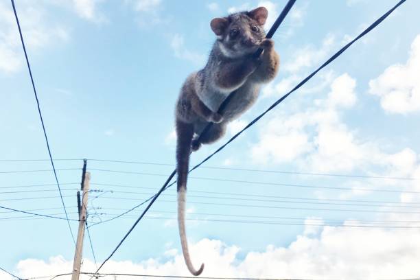 A Ring Tailed Possum On Power Line stock photo