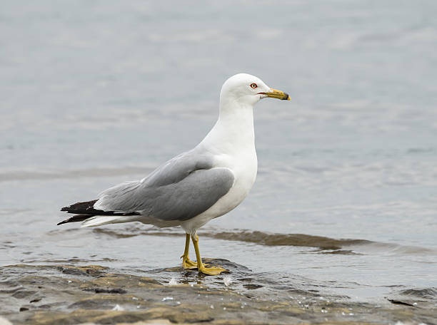 Ring-billed Gull (Larus delawarensis) stock photo