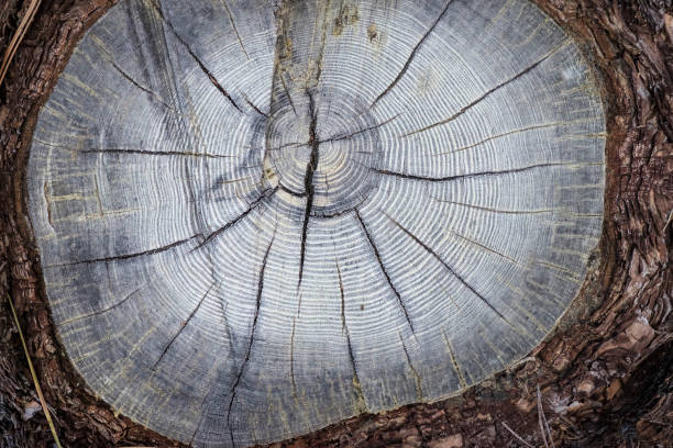 Rings on a cut tree Weathered tree rings on the stump of a ponderosa pine (Pinus ponderosa) in the Sierra Nevada, Alpine County, California ponderosa pine tree stock pictures, royalty-free photos & images