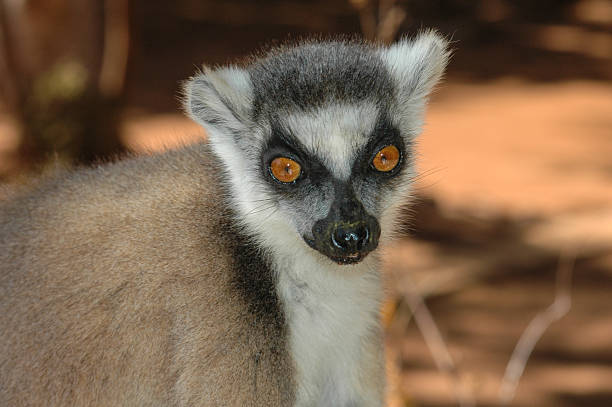Ring-Tailed Lemur stock photo