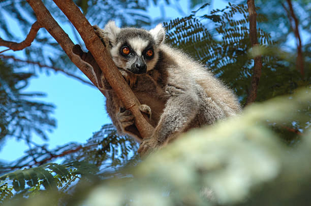 Ring-Tailed Lemur stock photo