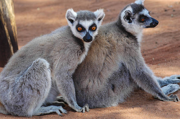 Ring-Tailed Lemurs stock photo
