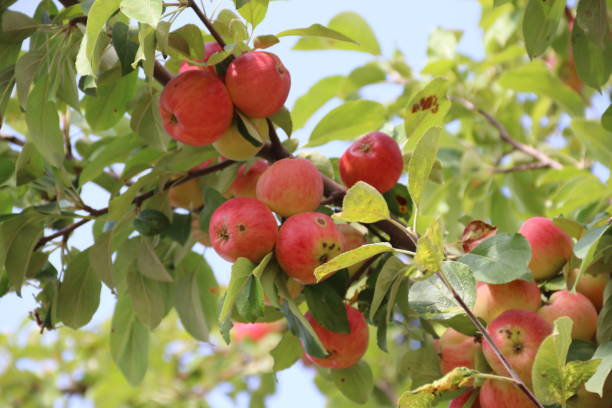 Ripe apples on branches of trees in autumn season stock photo