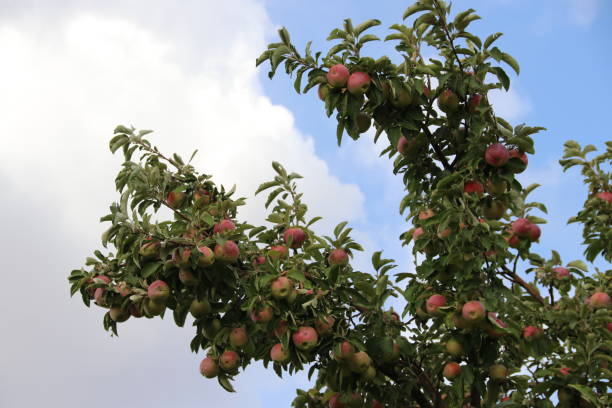 Ripe apples on branches of trees in autumn season stock photo