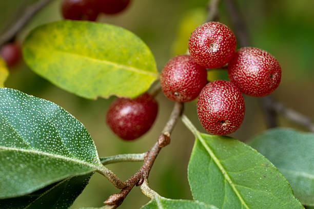 Ripe Autumn Olive Berries (Elaeagnus Umbellata) stock photo