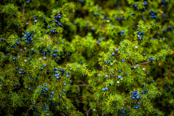 Ripe berries on a juniper bush ( coniferous tree / Cupressaceae ) stock photo