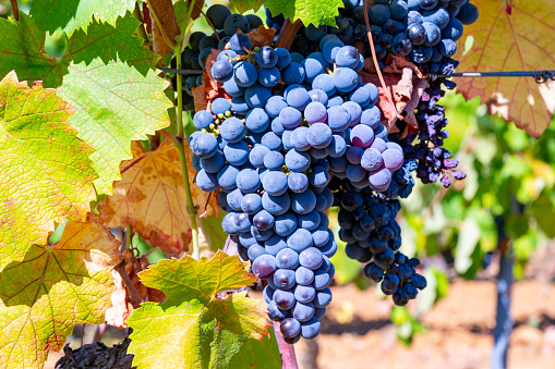 Ripe black or blue syrah wine grapes using for making rose or red wine ready to harvest on vineyards in Cotes  de Provence, region Provence, south of France close up