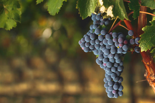 Ripe Cabernet grapes on old vine growing in a vineyard Ripe Cabernet grapes on vine growing in a vineyard at sunset time, selective focus, copy space vineyard photos stock pictures, royalty-free photos & images