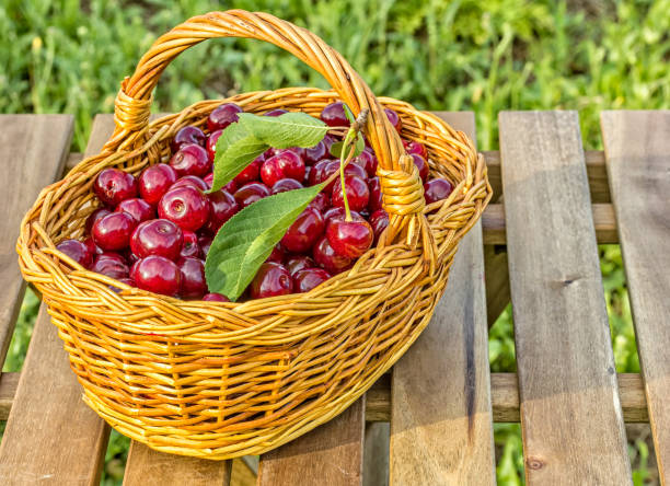 Ripe cherries in a basket on a wooden table stock photo