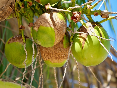 Ripe coconuts on the tree