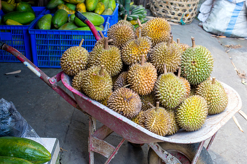 Me near jual durian Durian Thai