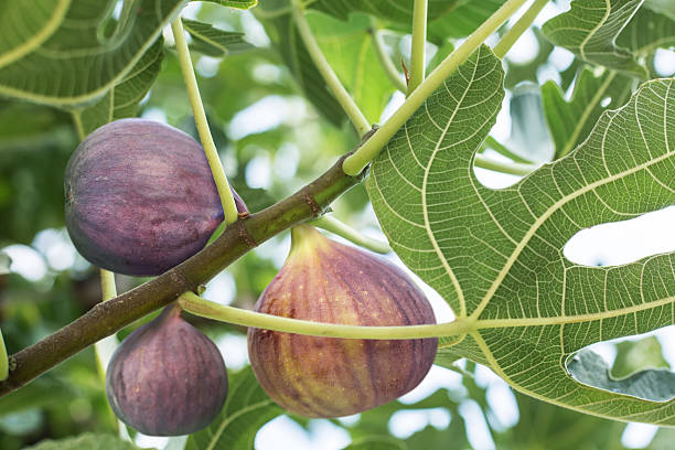 Ripe fig fruits on the tree. stock photo