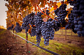 istock ripe grapes 157508834