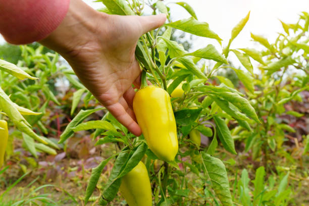 Ripe green bell peppers hanging on the plant in a vegetable garden. Organic eco vegetables harvest. stock photo