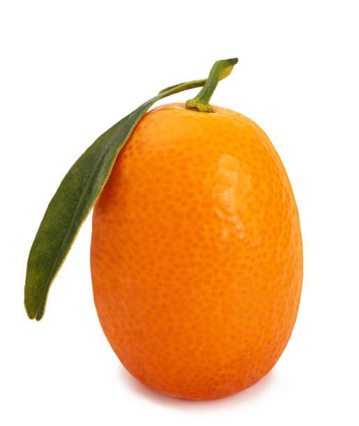 Ripe kumquat fruit ripe kumquat fruit isolated on white background kumquat stock pictures, royalty-free photos & images