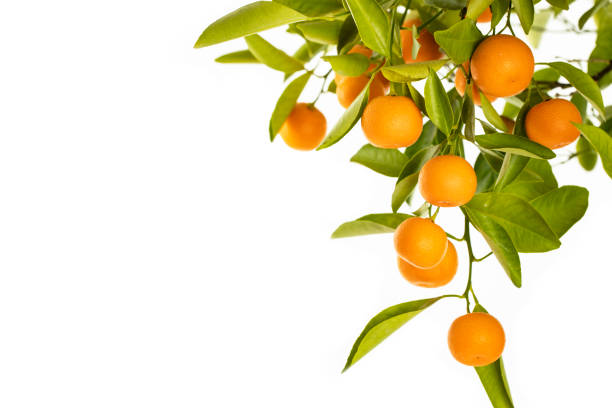 Ripe Oranges hanging from a small orange tree on white background Ripe Oranges hanging from a small orange tree on white background orange tree stock pictures, royalty-free photos & images