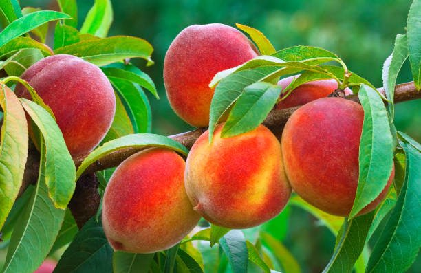 Ripe Peach Branch in the Orchard Ripe Peach Branch in the Orchard peach tree stock pictures, royalty-free photos & images