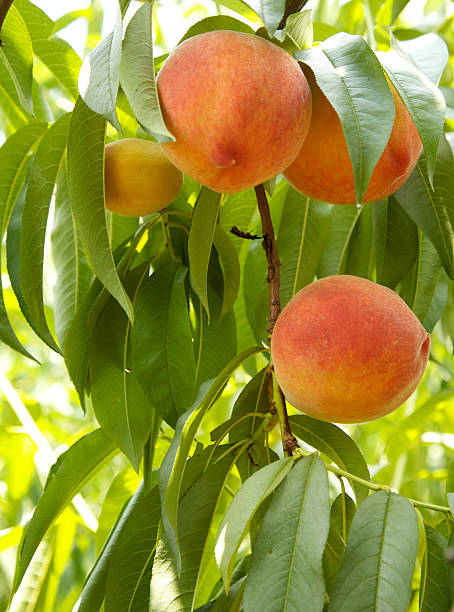 ripe peaches stock photo
