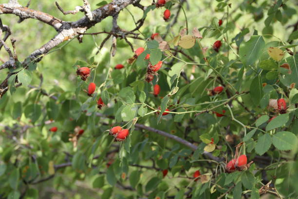 Ripe red and orange rosehips on the branch in the wonderful colors of autumn stock photo