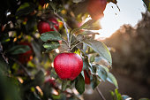 istock Ripe red apple close-up with apple orchard in background 1340549637