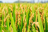 istock ripe rice in the field of farmland 622925154