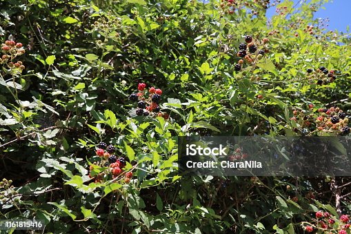 istock Ripe Rubus sectio rubus in summer 1161815416