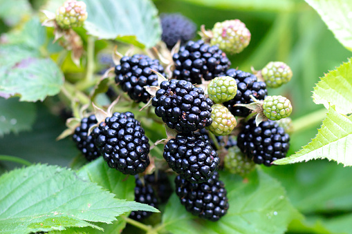 Blackberries on a green branch. Summer season, Russia. Selective focus.