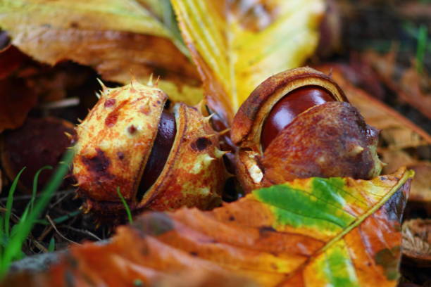 Ripe shiny horse chestnut conkers. Ripe shiny horse chestnut conkers in open spiked shell arranged on autumn leaves on the floor. Close view. horse chestnut seed stock pictures, royalty-free photos & images