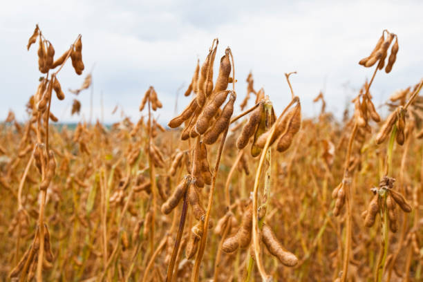 Ripe soybeans stock photo