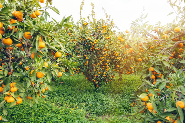 Ripe Tangerines hanging from the tree stock photo