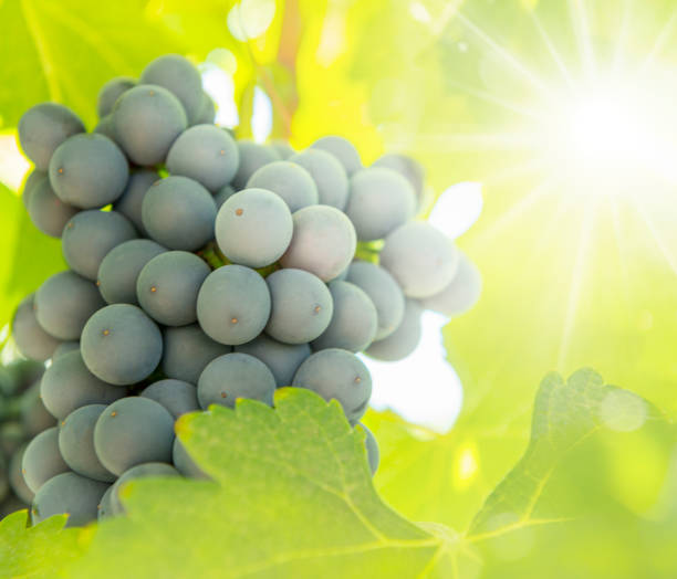 Ripe wine grapes with sunlight stock photo