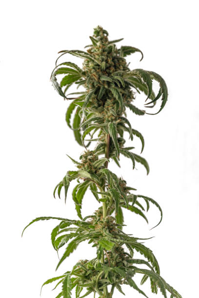 Ripened Matanuska tundra marijuana flower with white background stock photo