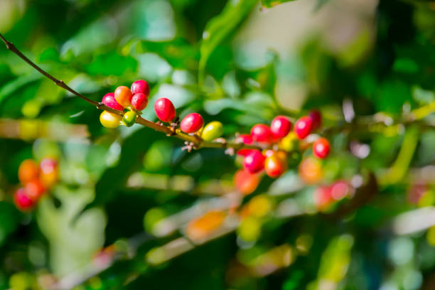 Ripening Coffee Cherries stock photo