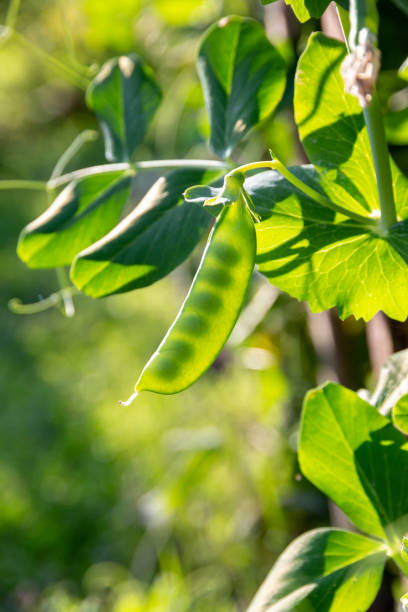 ripening green pea pod on a branch in back sunlight. concept of success and healthy eating. natural background healthy food stock photo