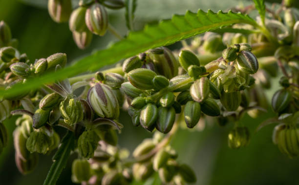 Ripening seeds on a cannabis plant on a blurred natural background. stock photo