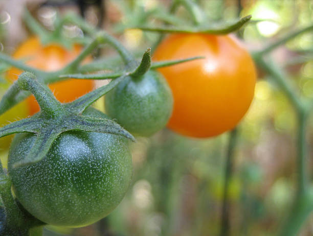 Ripening Tomatoes on the Vine stock photo