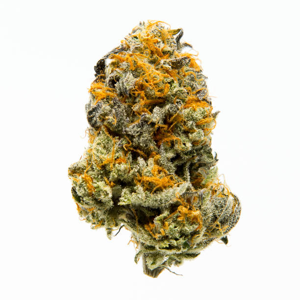 geripte bubba cannabis - knop plant stage stockfoto's en -beelden