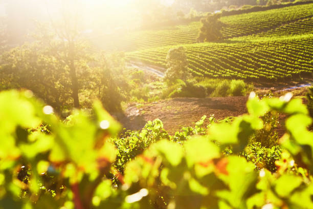 Rising sun spills light into a beautiful vineyard stock photo