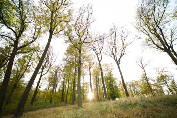 Rising trees in the morning stock photo