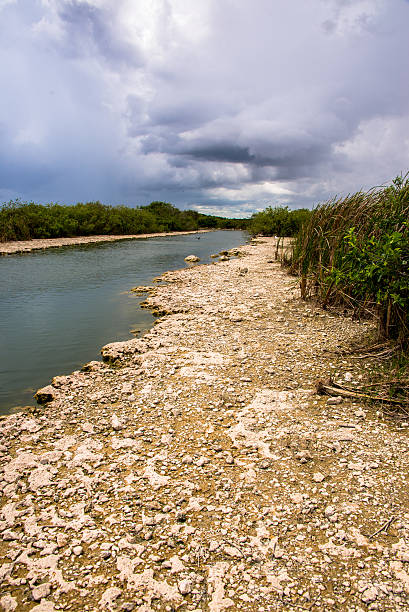 River bank in Everglades stock photo