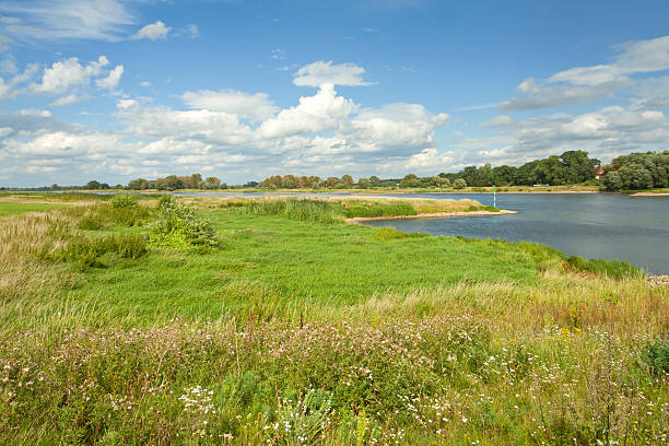River Elbe Landscape in Summer "River Elbe Landscape in Summer. Part of a nature reseve. Polder landscape, flood plain.For more pictures, please look here:" elbe river stock pictures, royalty-free photos & images