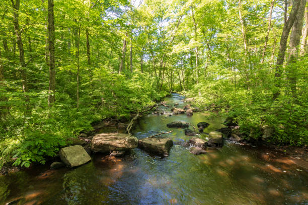 River flowing by rocks as it meanders through the forest. stock photo