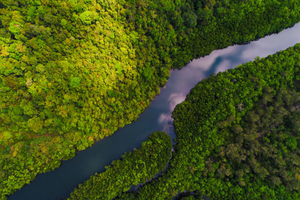 River in tropical mangrove green tree forest River in tropical mangrove green tree forest aerial view amazon region stock pictures, royalty-free photos & images