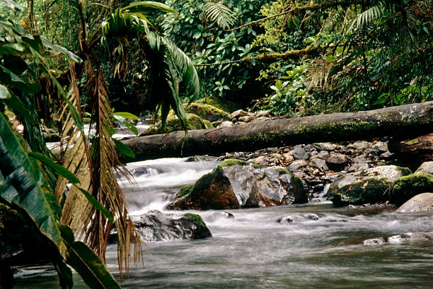 River in tropical rainforest, La Amistad National Park, Costa Rica stock photo