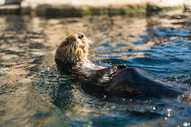river otter essen auf dem rücken - indische fischotter stock-fotos und bilder