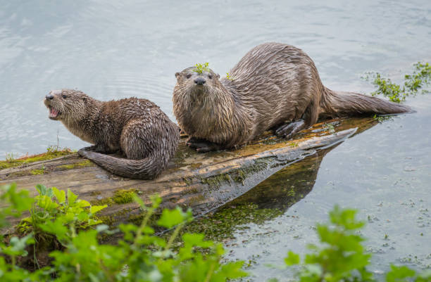 River otter stock photo