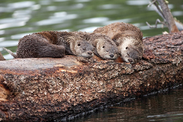 River otter Trio sleep on floating log Yellowstone NP Wyoming "A trio of otters sleep on a floating log in Trout Lake in Yellowstone National Park in Wyoming. The river otter is considered an uncommon species in Wyoming and the US Forest Service has declared them a Sensitive Species. There are laws protecting river otters in Colorado, Kansas, Nebraska, South Dakota, and Wyoming." otter photos stock pictures, royalty-free photos & images