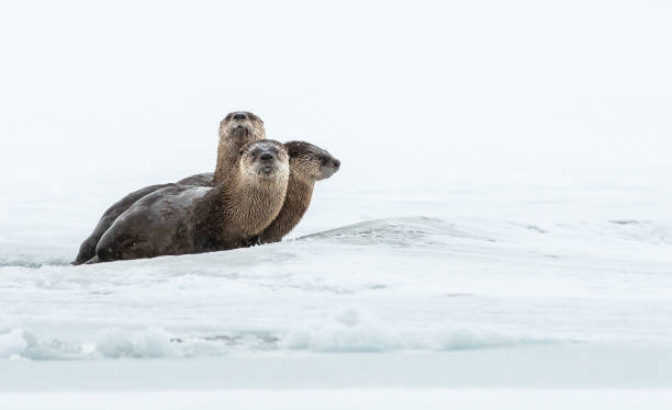 River otters in the snow stock photo
